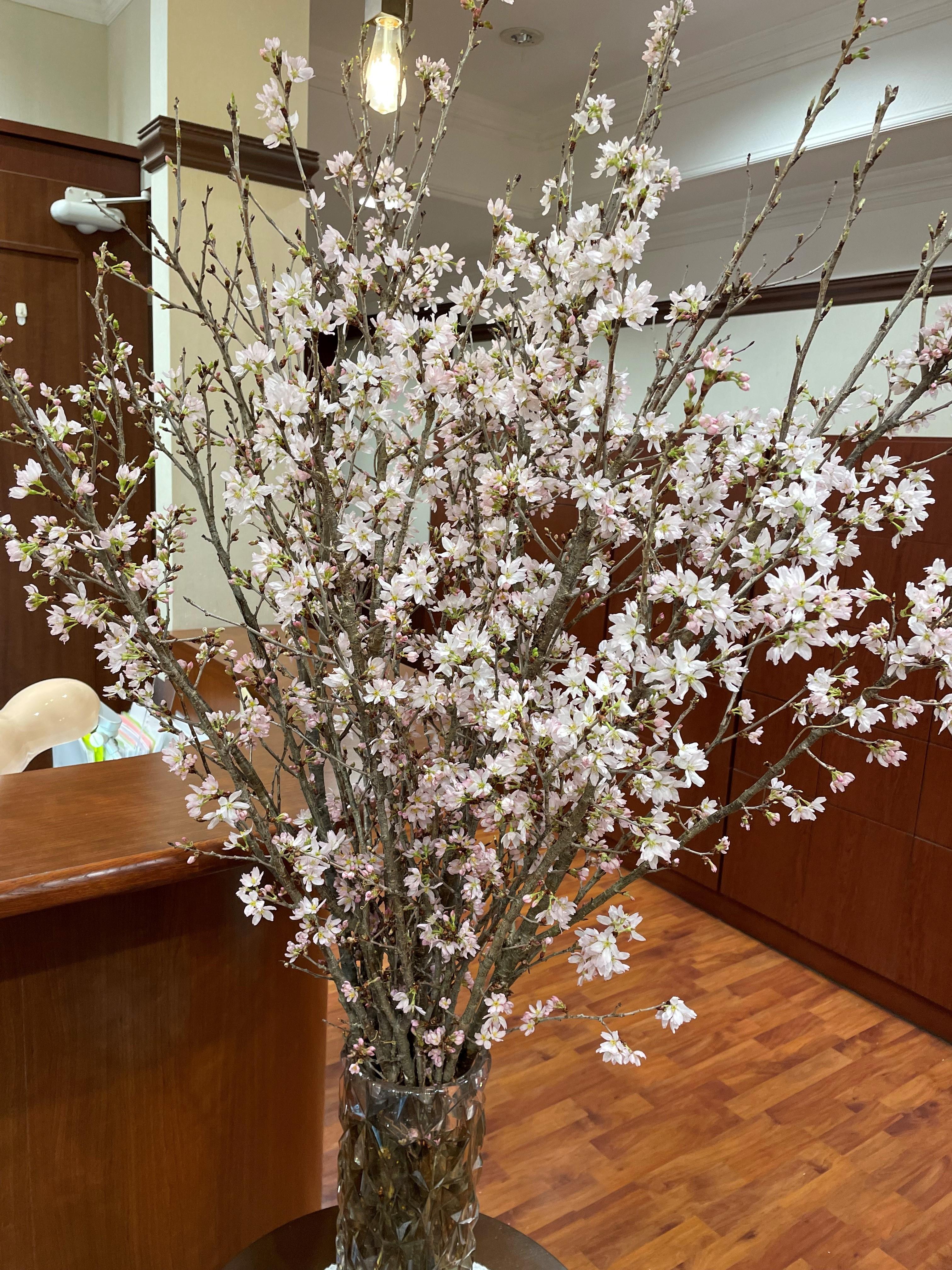 啓翁桜?