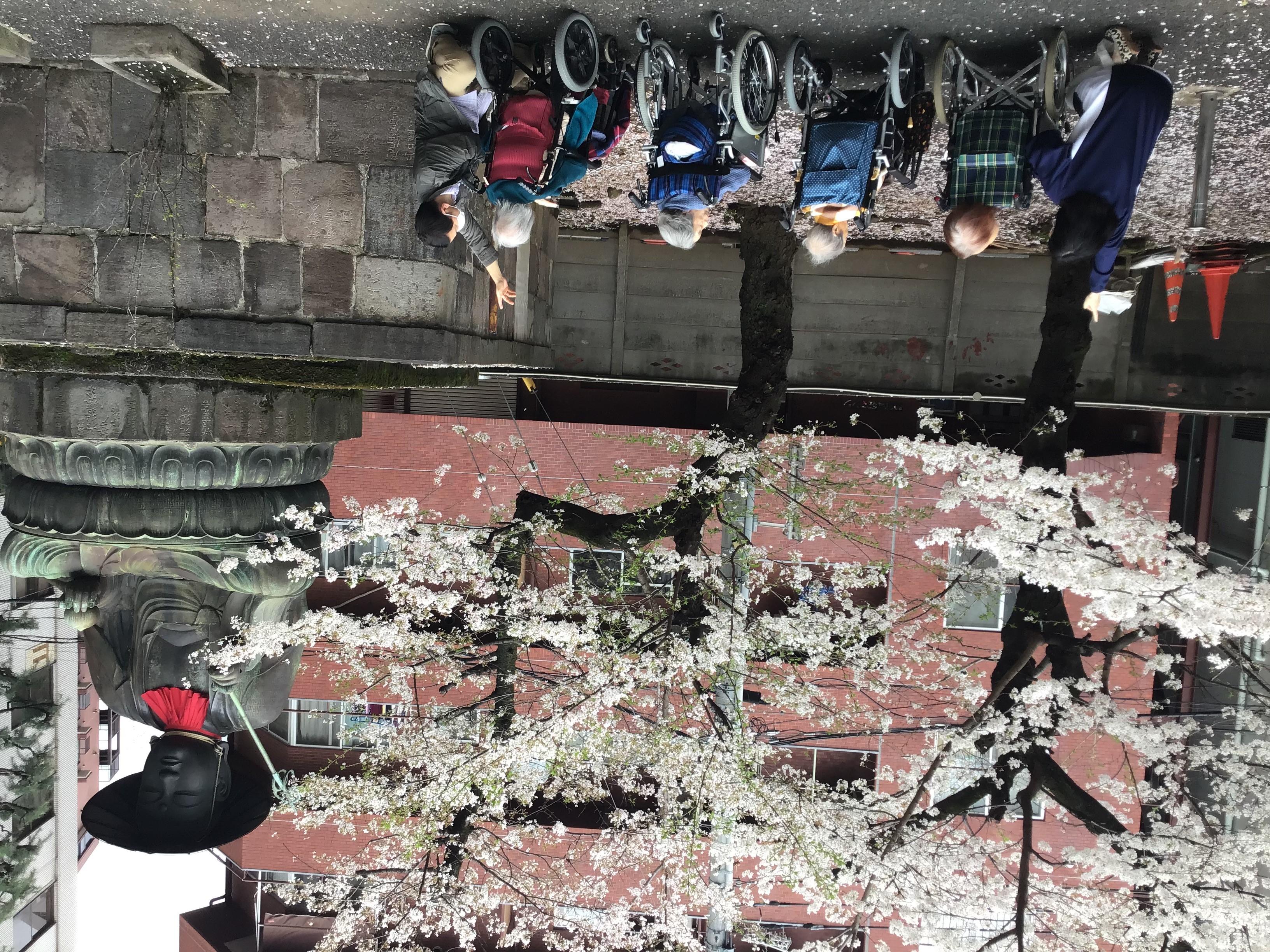 太宗寺で桜鑑賞?