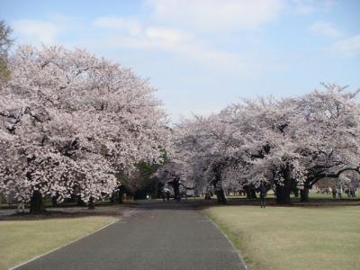 御苑・桜