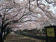 【お花見】 車 5分グリーンセンター脇の桜の名所です。春のお花見が楽しみです。