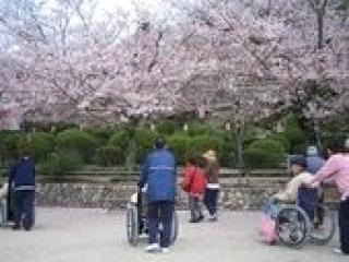 [施設の日常・イベント]毎年恒例のお花見行事。車椅子の方もスタッフが付き添います。
