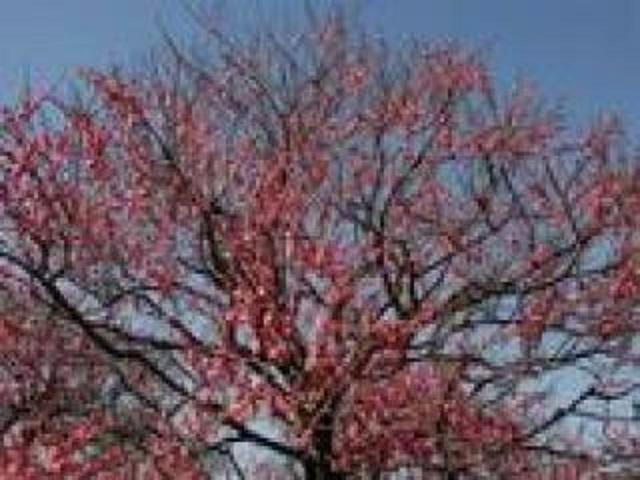 [施設の日常・イベント]今年は暖かいせいか、すでに満開な梅の樹も。