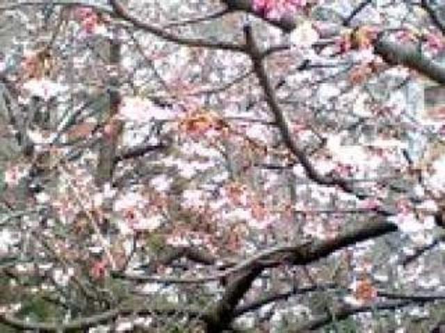 [施設の日常・イベント]２月末で、桜の花発見しました。今年は本当に暖かいですね。