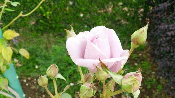 平塚の花卉ガーデンに行ってきました