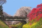 【白岡の名勝！“高台橋”】 車 5分
石造りの橋と春の色が何とも言えない景色を創り出します。