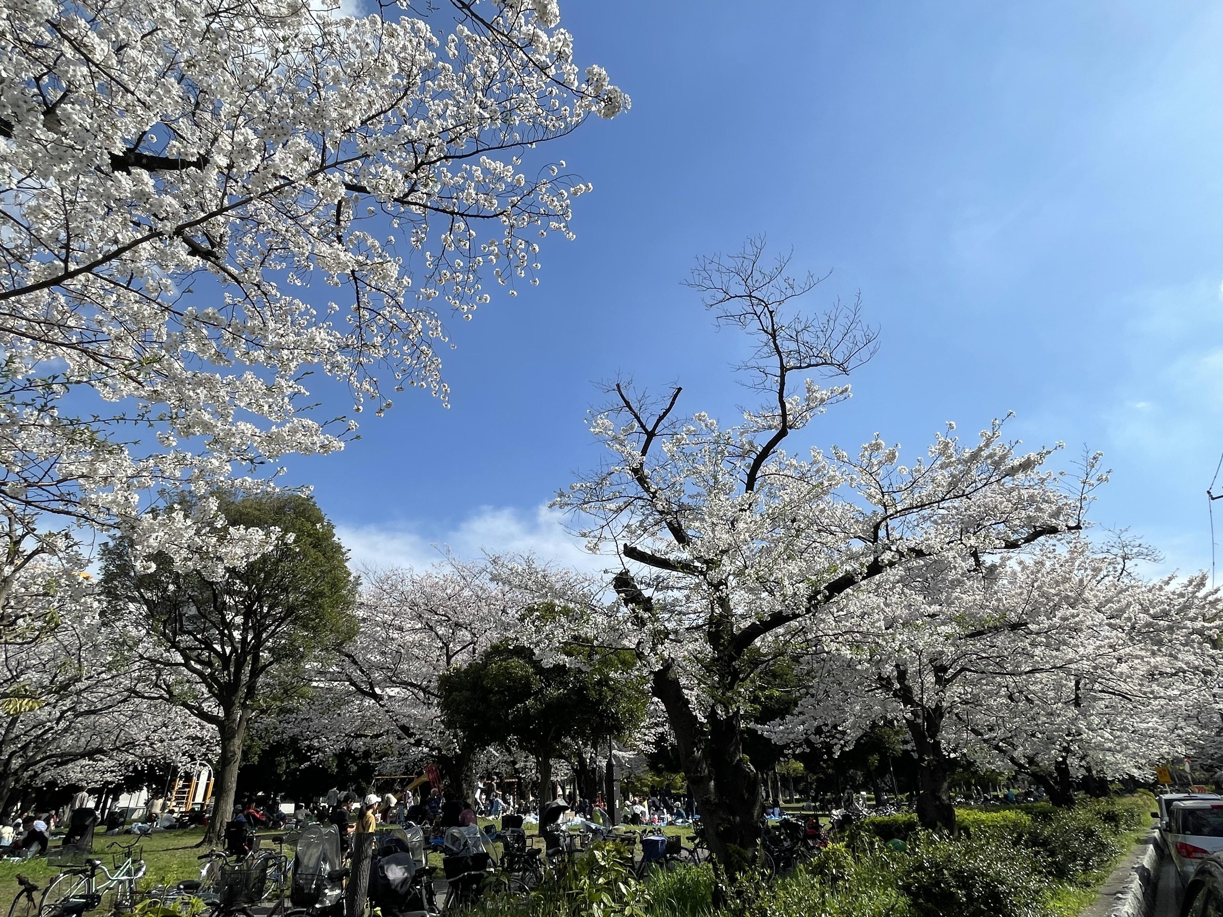 お花見?