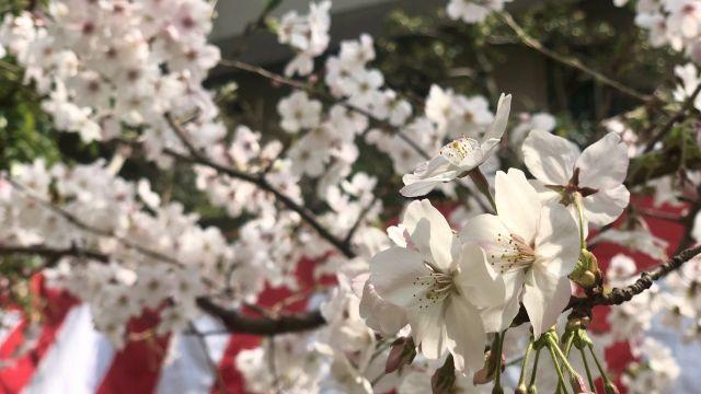 2019年3月29日桜が満開になりました