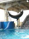 【新江ノ島水族館】 車 10分
イルカのショーが人気です