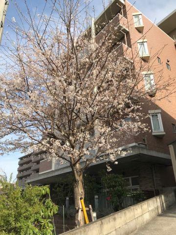 玄関前の桜