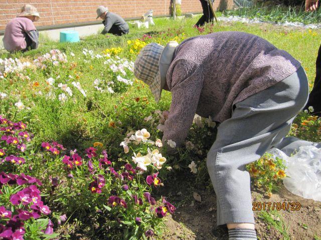 4月23日　草取り」