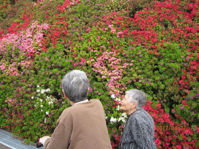 4月27日　つどいの丘につつじのお花見