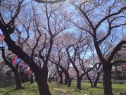 【篠崎公園】 車 10分広大な敷地に桜が見事な公園です。