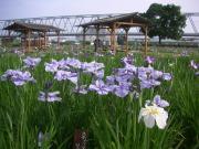 【市川橋、江戸川沿い】 車 15分毎年開催される菖蒲園の写真です。