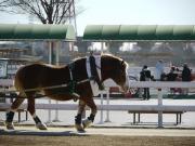 【ポニーランド】 徒歩 5分乗馬体験もできる区営施設です。