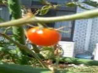 [施設の日常・イベント]トマト収穫＾0＾