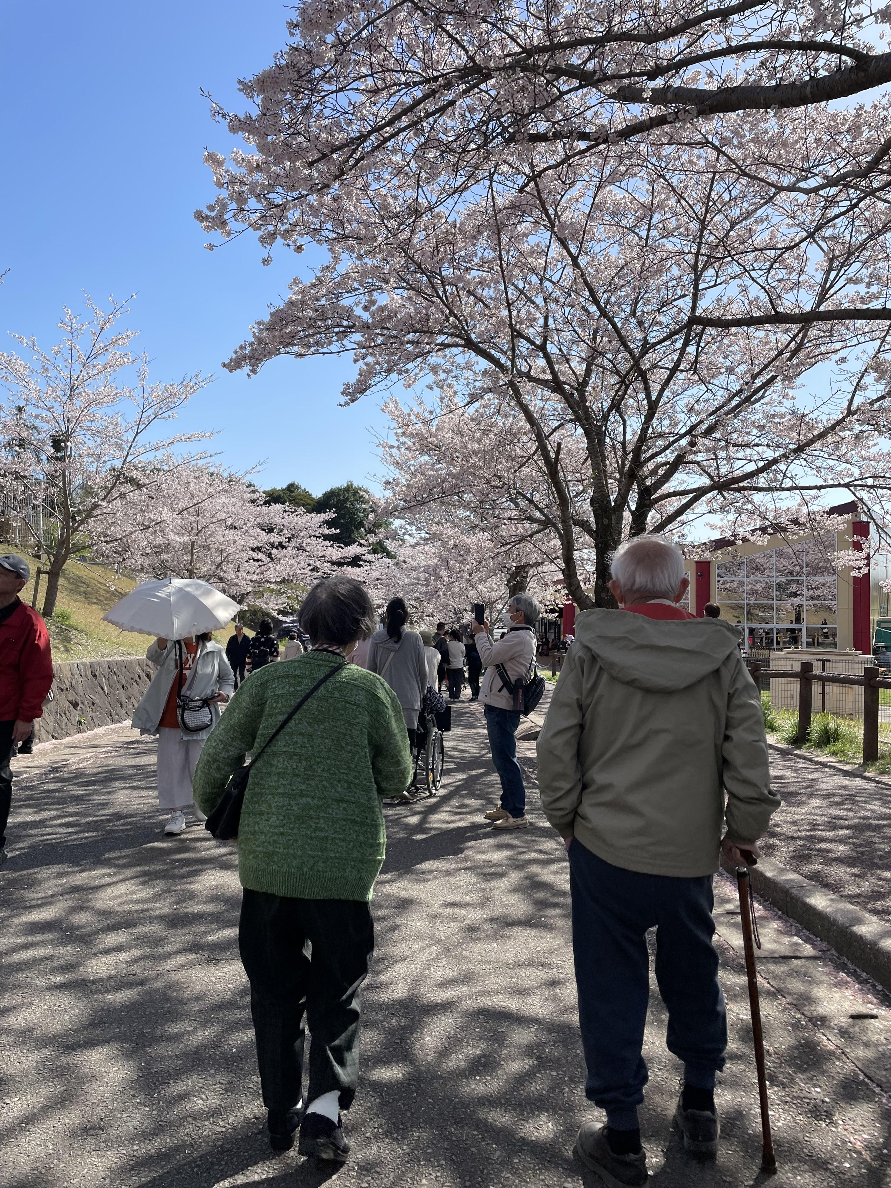 桜を見に行きました?2