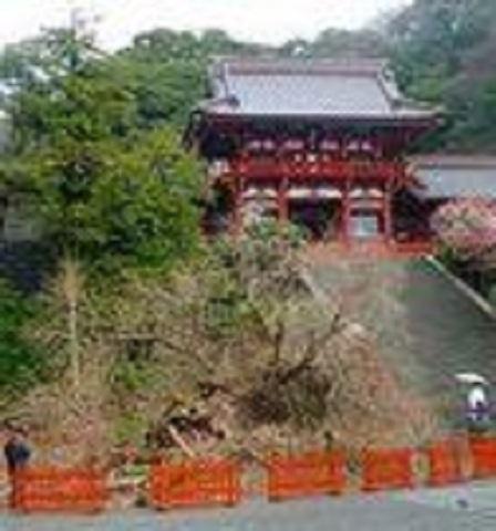 【鶴岡八幡宮】 車 15分大銀杏は有名です。