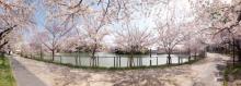 【万代池】 徒歩 1分
日々のお散歩やウォーキングはもちろん、春には桜の名所として有名です。
