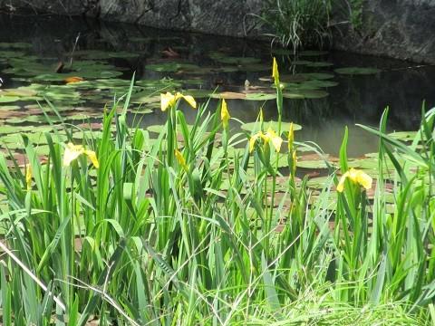 風薫る菖蒲池