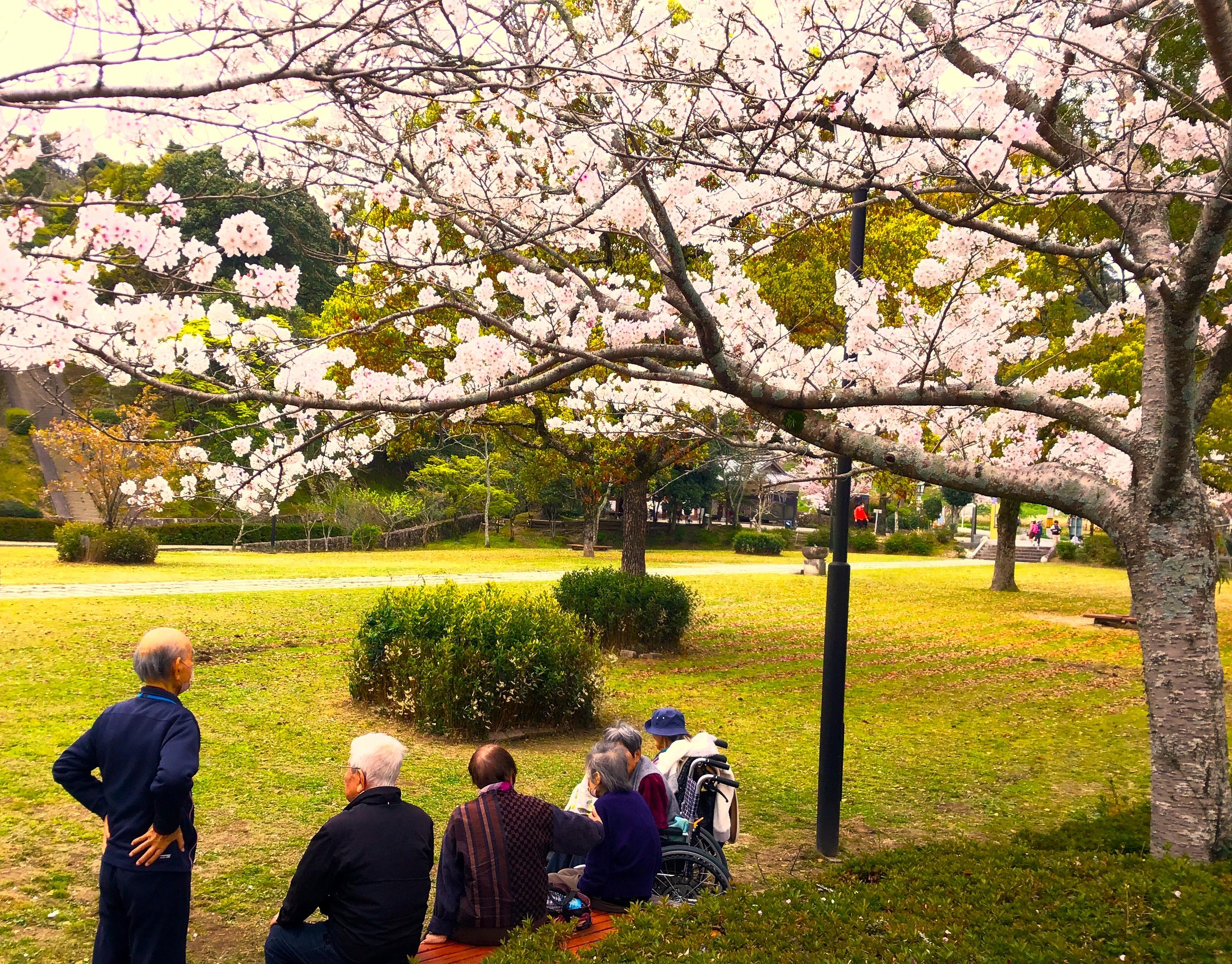 四季を通じた交流が紡ぐ思い出～太宰府市での桜の名所巡り～