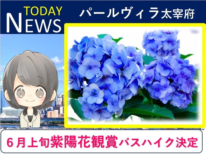 🌸 紫陽花に癒される～天拝山への紫陽花観賞ドライブ決定!!