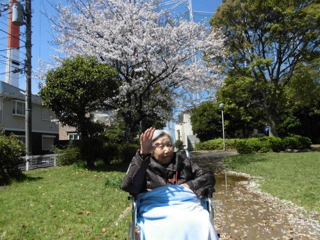 桜?