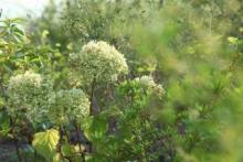 【洗足池公園】 徒歩 14分
緑豊かな公園はお散歩にも最適