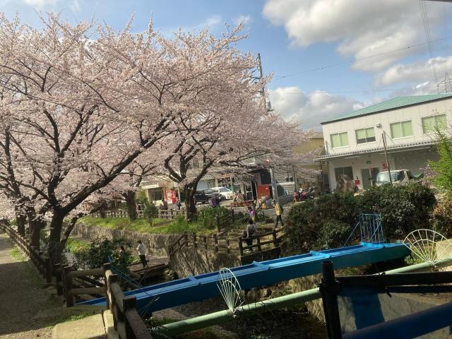 ?お花見ドライブ?