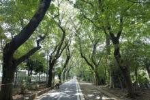 【小平グリーンロード】 徒歩 20分
美しい日本の歩きたくなる道500選の緑道です
