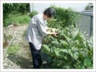 [施設の日常・イベント]苑内の畑では野菜や果物を育てることもできます。日々成長していく姿に癒されます。