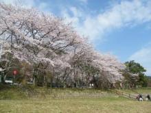 【桜】 徒歩 1分
桜の名所、大津谷は目と鼻の先。県外からも人が集います。