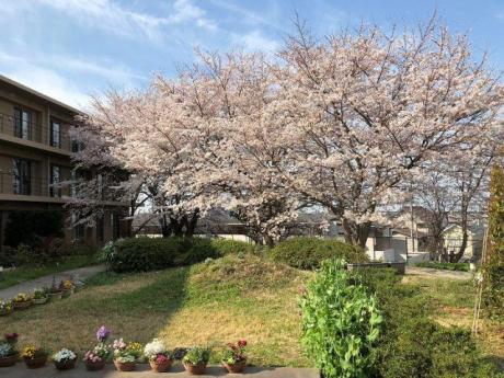 中庭から見える桜並木