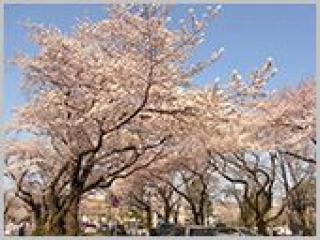 [施設の日常・イベント]相模原市役所前の桜並木に皆様でドライブに出かけました！！満開の桜を見ることができました！！