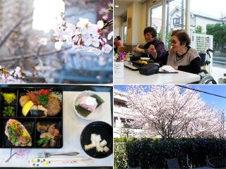 [施設の日常・イベント]【お花見ドライブ】
桜の名所である石神井川を始め、このエリアのお花見スポットを巡ります（お弁当付）。