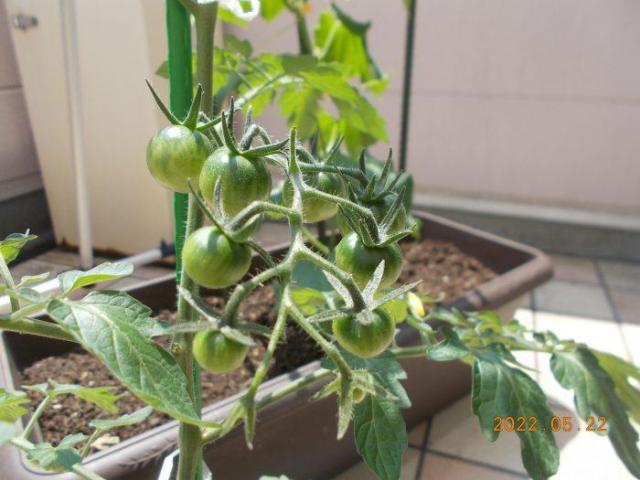 🤗トマトが実ってきました🍅