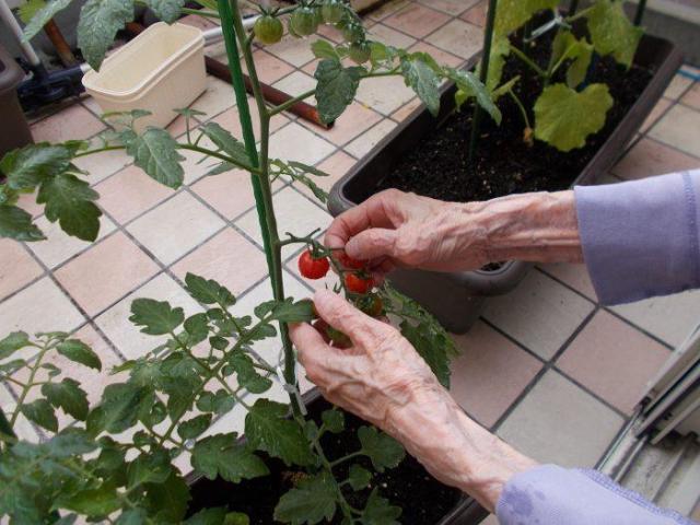 トマトの実りです🍅