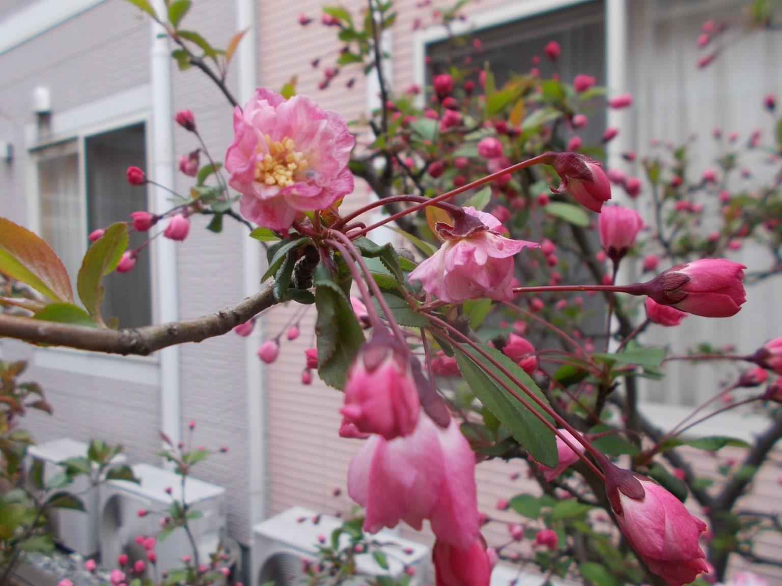 春の訪れ🌼ラカーサ青山の中庭にも🌼