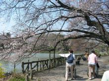 【善福寺公園】 車 12分
四季を通して人気が高く、特に桜が咲く頃に大勢の花見客で賑わいます。