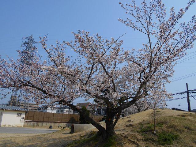 お花見✼