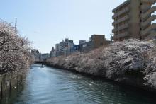 【大岡川】 徒歩 1分
春には大岡川沿いの桜を食堂からお楽しみいただけます。