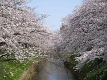 【御用水跡】 徒歩 10分
春には桜がとても綺麗で遊歩道がしっかり整備されています