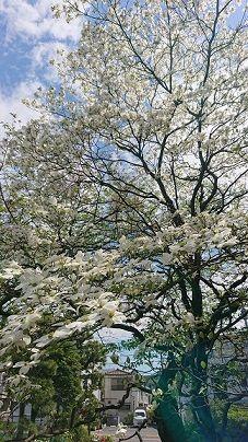桜の花の次には