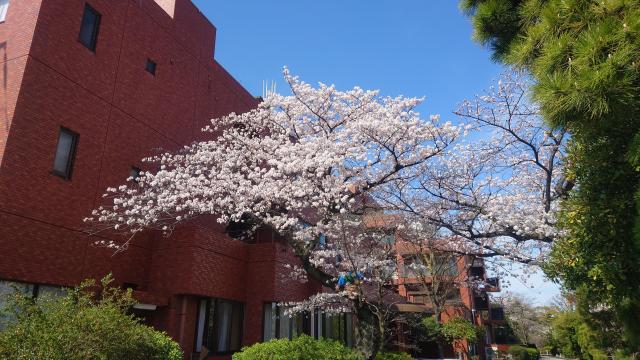 お花見