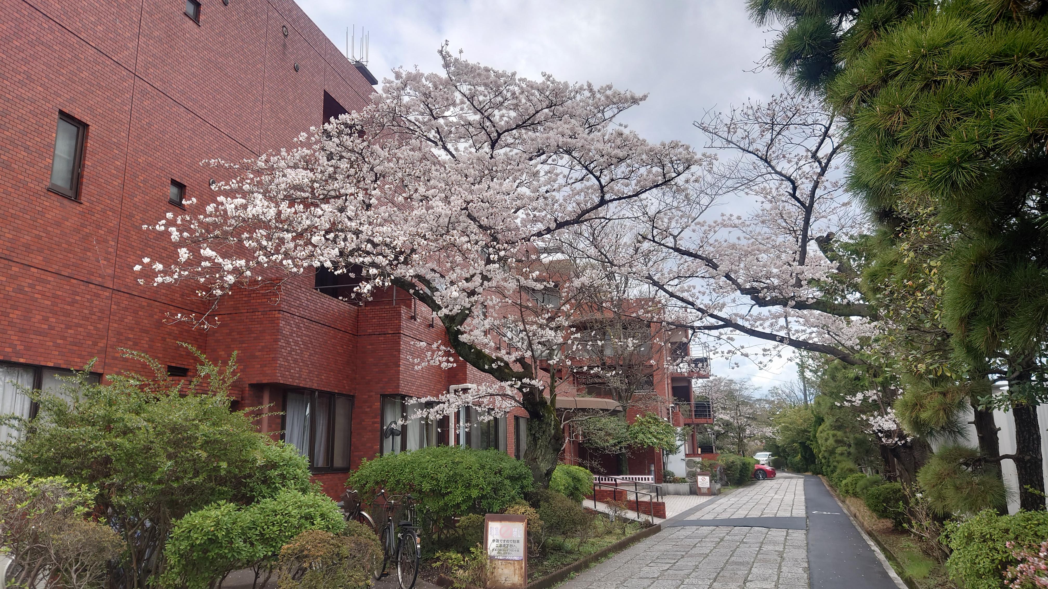 敷地内の桜