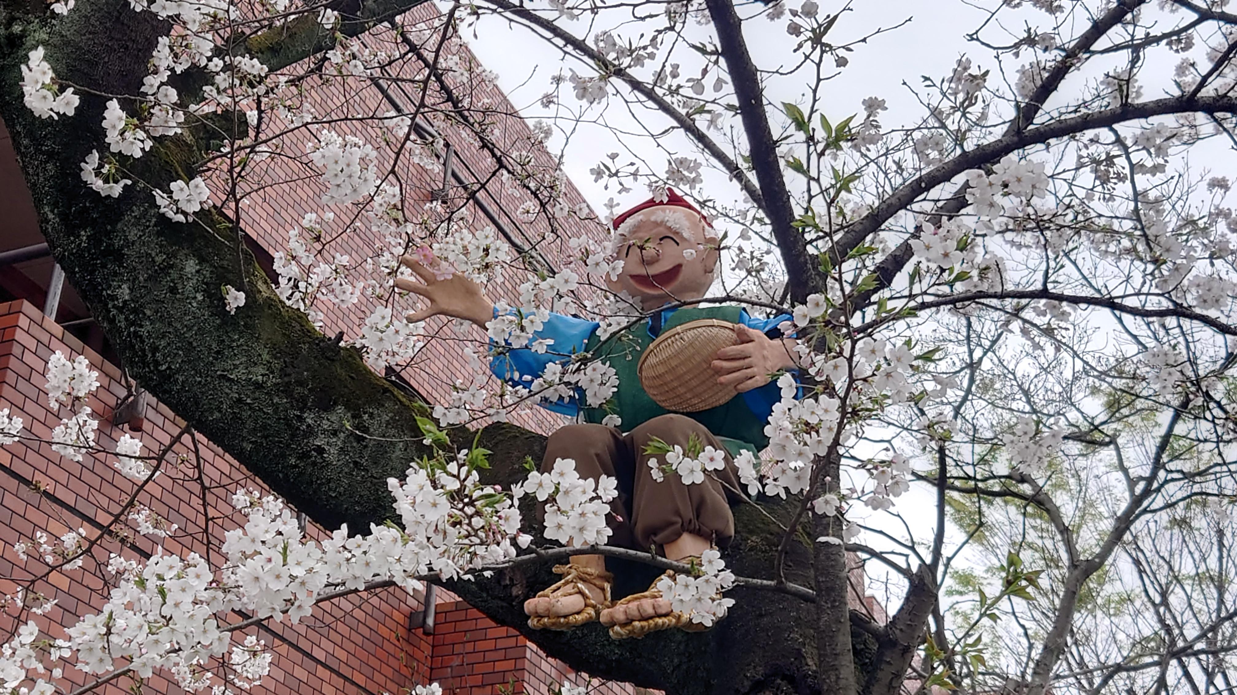 敷地内の桜