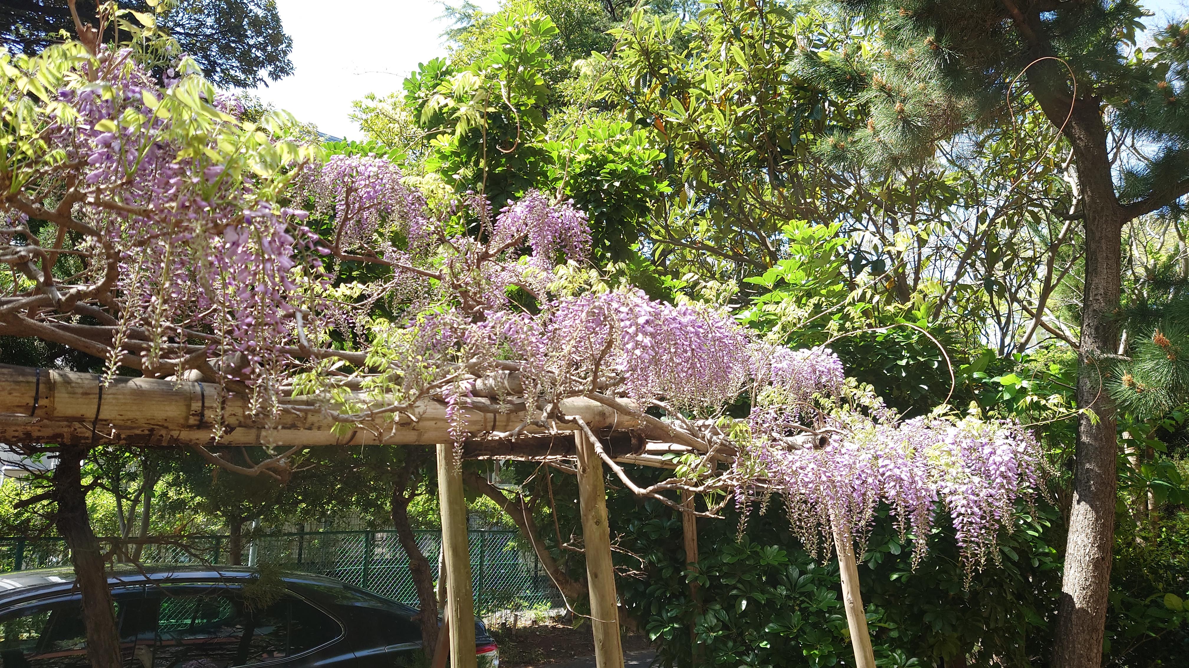 敷地内の藤の花