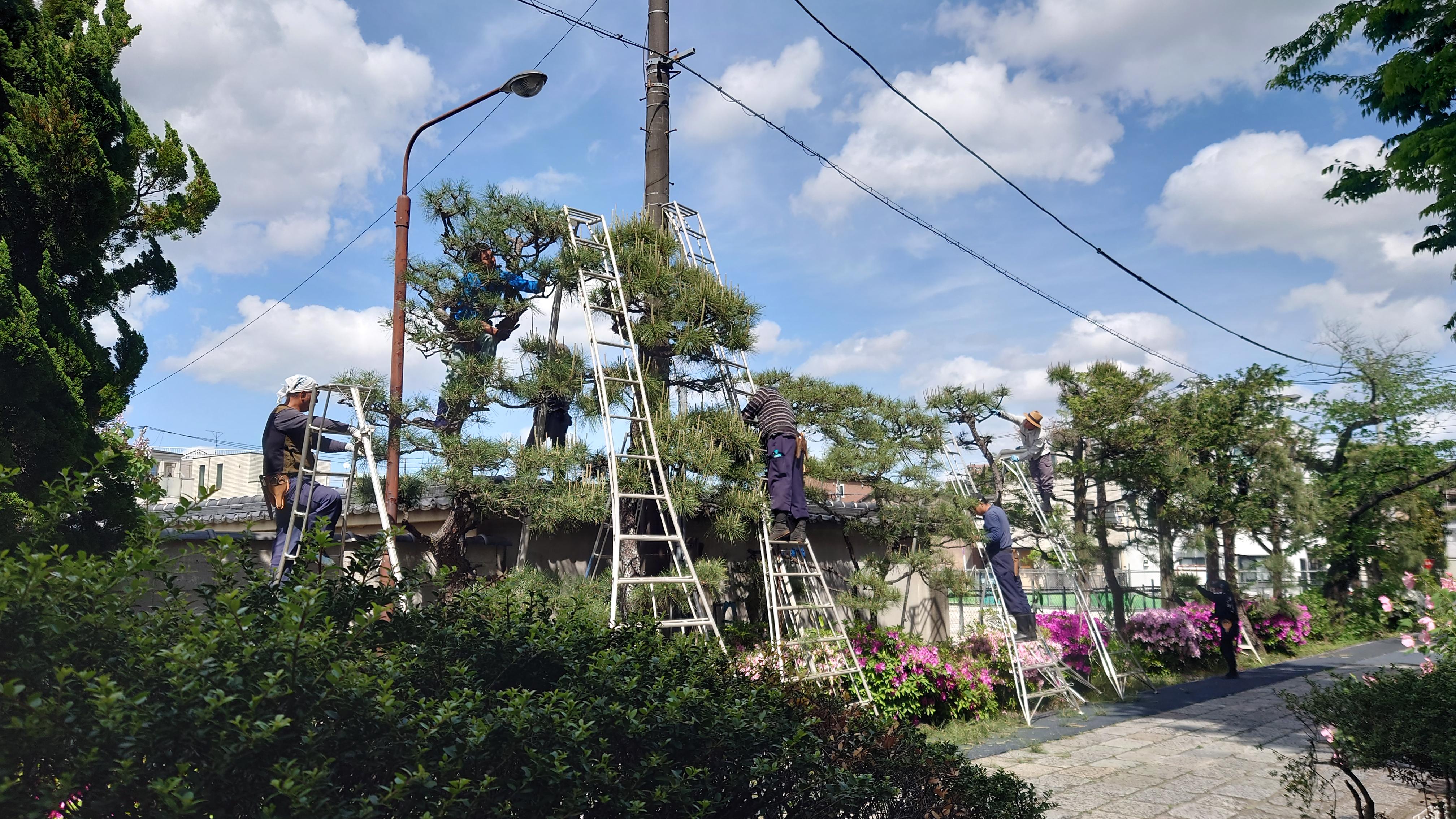 松の新芽摘み