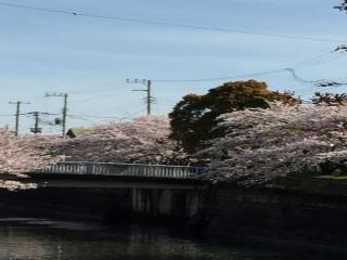 真間川沿いの桜