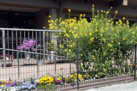 ホームの外周を彩るお花