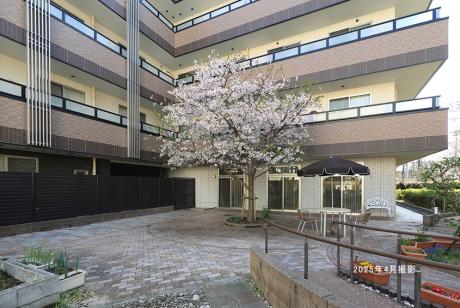 回遊庭園/桜